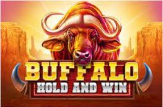 Discover the Buffalo Hold and Win Review slot at Pin Up